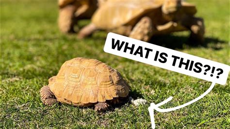  Why Does The Tortoise Always Carry His Home On His Back? - Exploring Themes of Patience and Perseverance Through a 14th Century Nigerian Folktale!